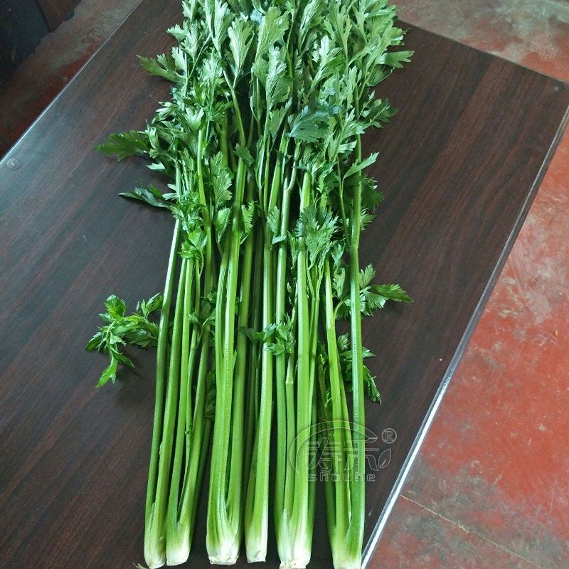 章丘鲍芹新鲜蔬菜高品质五星酒店大型商超，品质保证欢迎采购