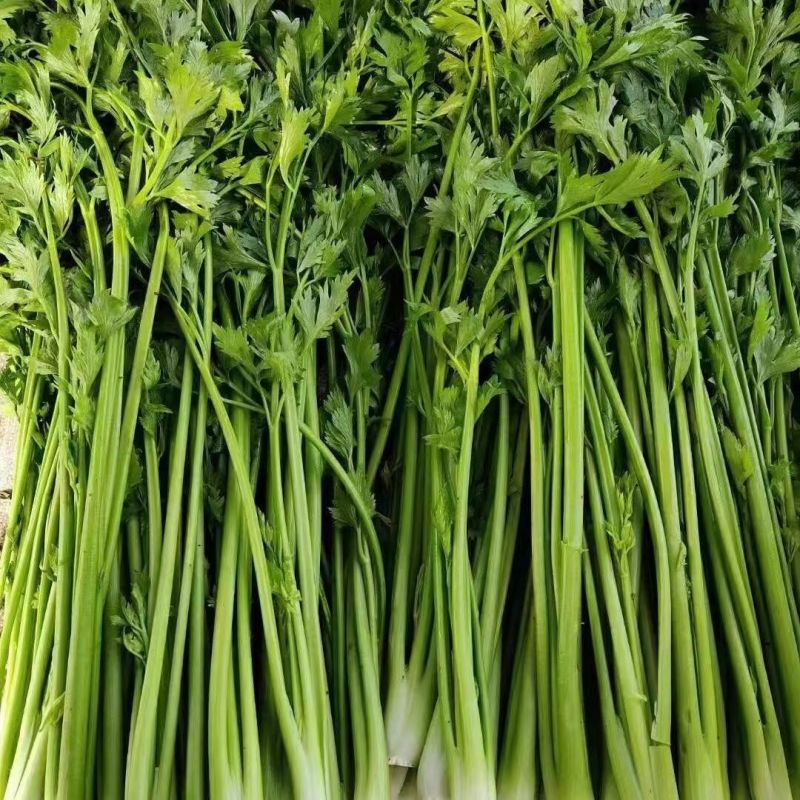 章丘鲍芹新鲜蔬菜高品质五星酒店大型商超，品质保证欢迎采购