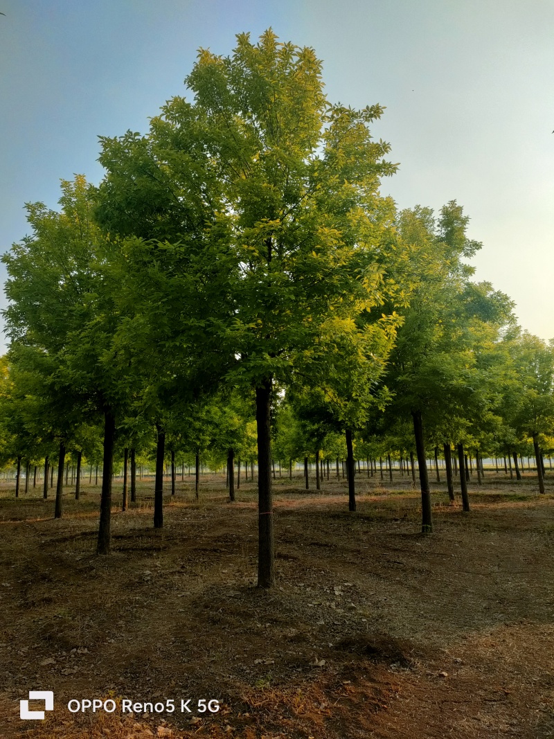 基地出售金叶白蜡8-10-12公分金叶白蜡
