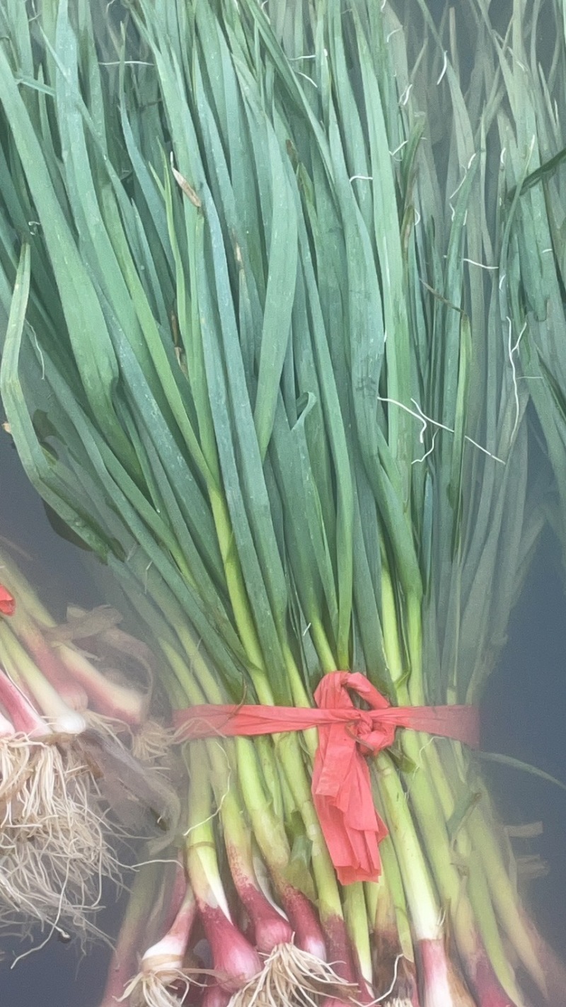 红根蒜苗，有需要的朋友请联系我，常年代收红根蒜苗