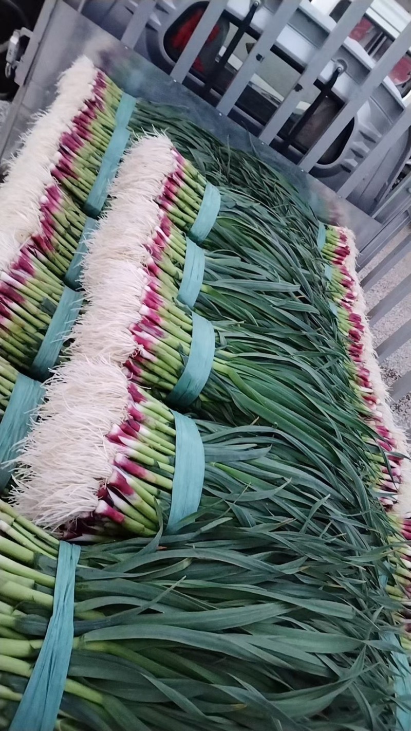 红根蒜苗，有需要的朋友请联系我，常年代收红根蒜苗