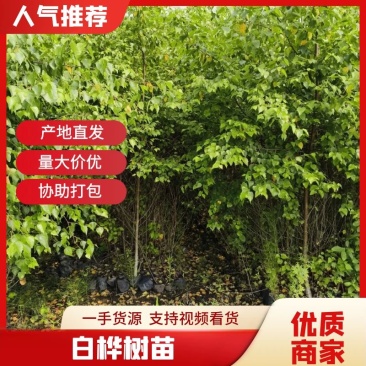 白桦16x16杯，白桦杯苗，一手货源，保质保量，欢迎来电