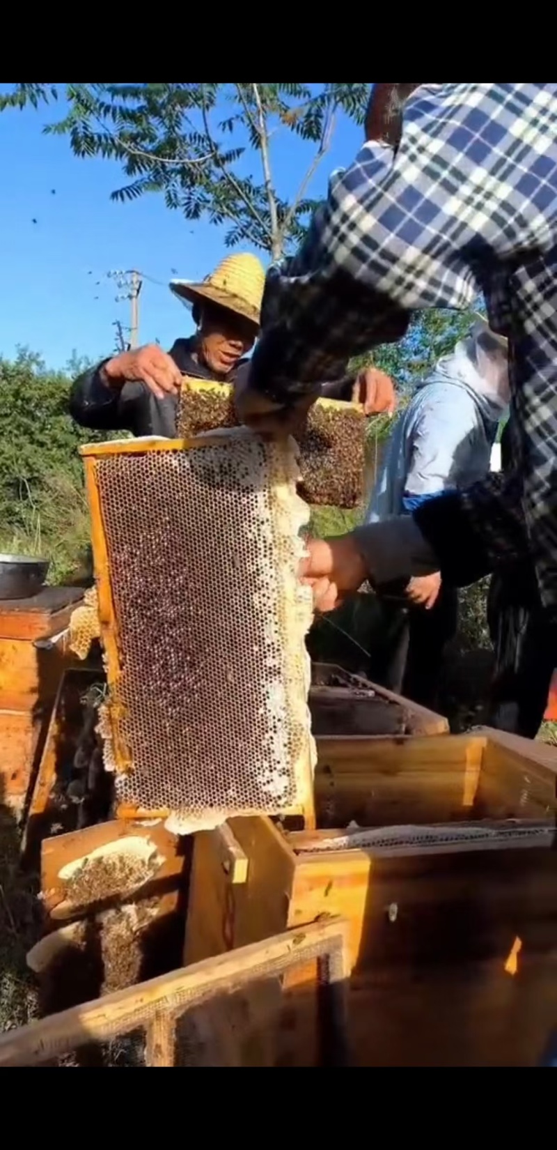 正宗陕西咸阳土蜂蜜