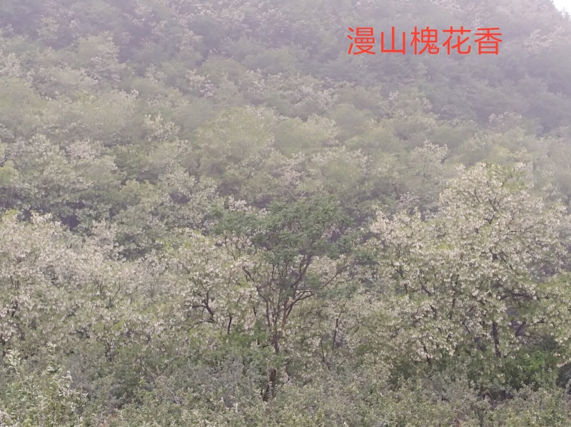 正宗陕西咸阳土蜂蜜