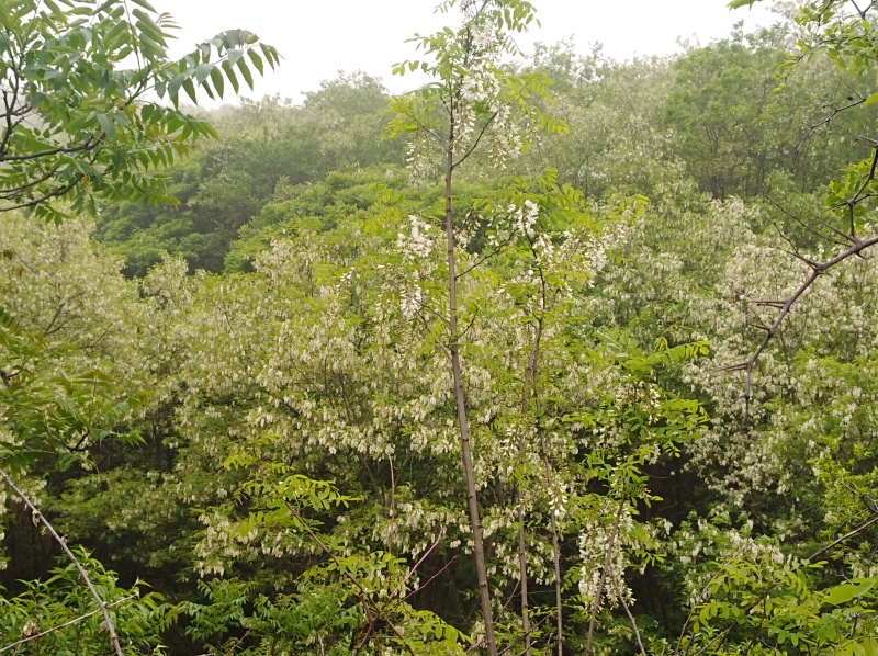 正宗陕西咸阳土蜂蜜
