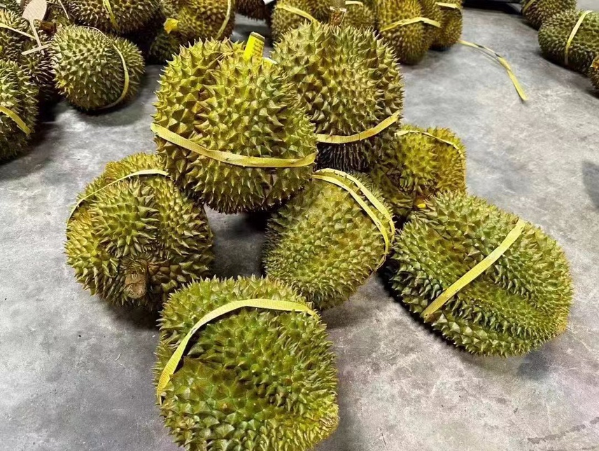 金枕头榴莲树与成熟果实特写