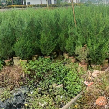 【精品塔柏】苗木花卉基地直发，1.2-2.5m，品种齐全