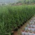 【精品塔柏】苗木花卉基地直发，1.2-2.5m，品种齐全