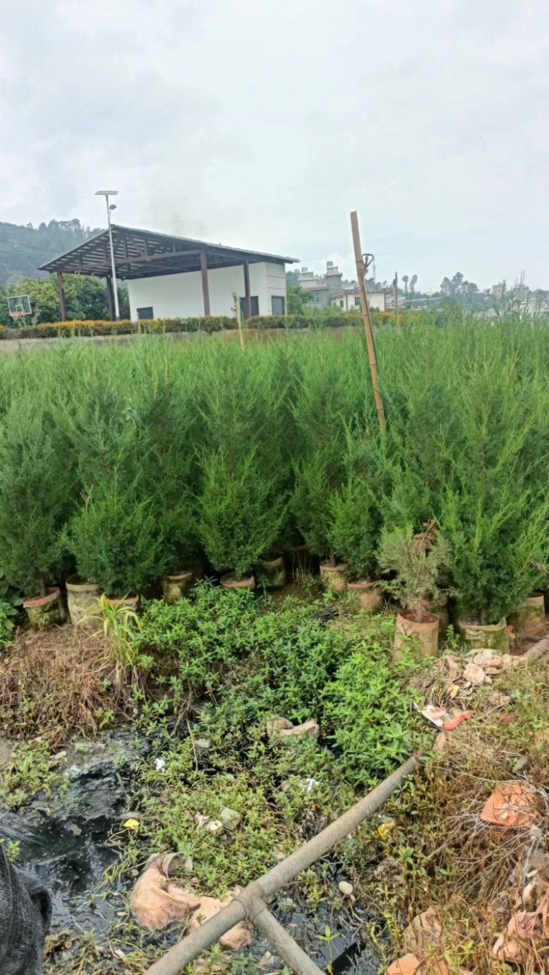 【精品塔柏】苗木花卉基地直发，1.2-2.5m，品种齐全