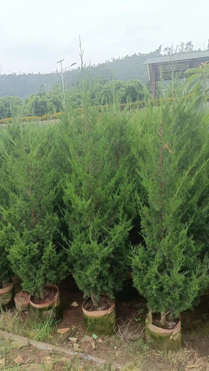 【精品塔柏】苗木花卉基地直发，1.2-2.5m，品种齐全