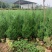 【精品塔柏】苗木花卉基地直发，1.2-2.5m，品种齐全