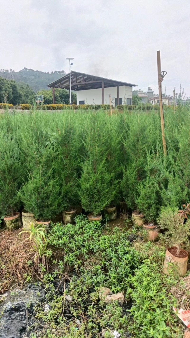 【精品塔柏】苗木花卉基地直发，1.2-2.5m，品种齐全