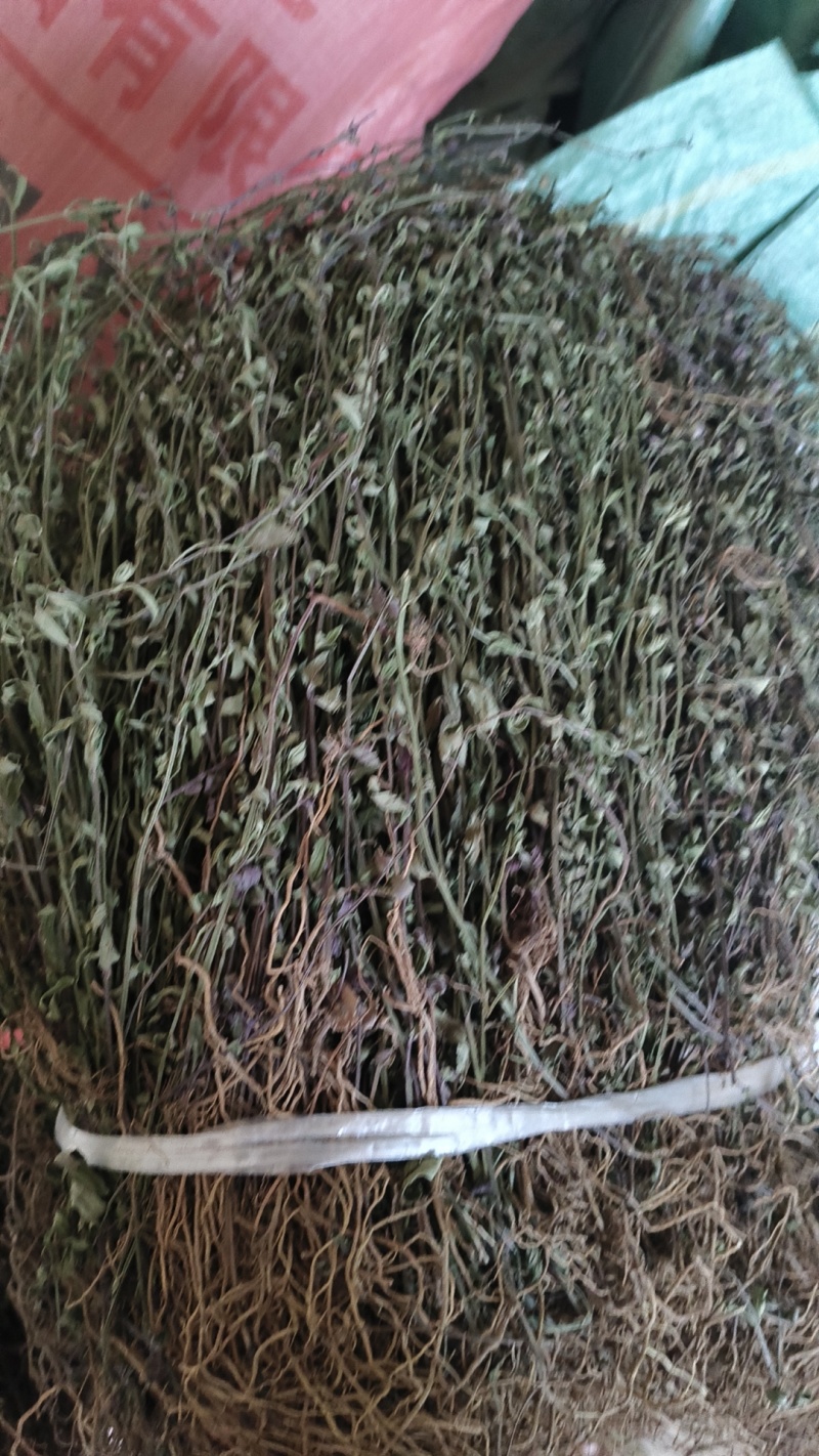半枝莲
