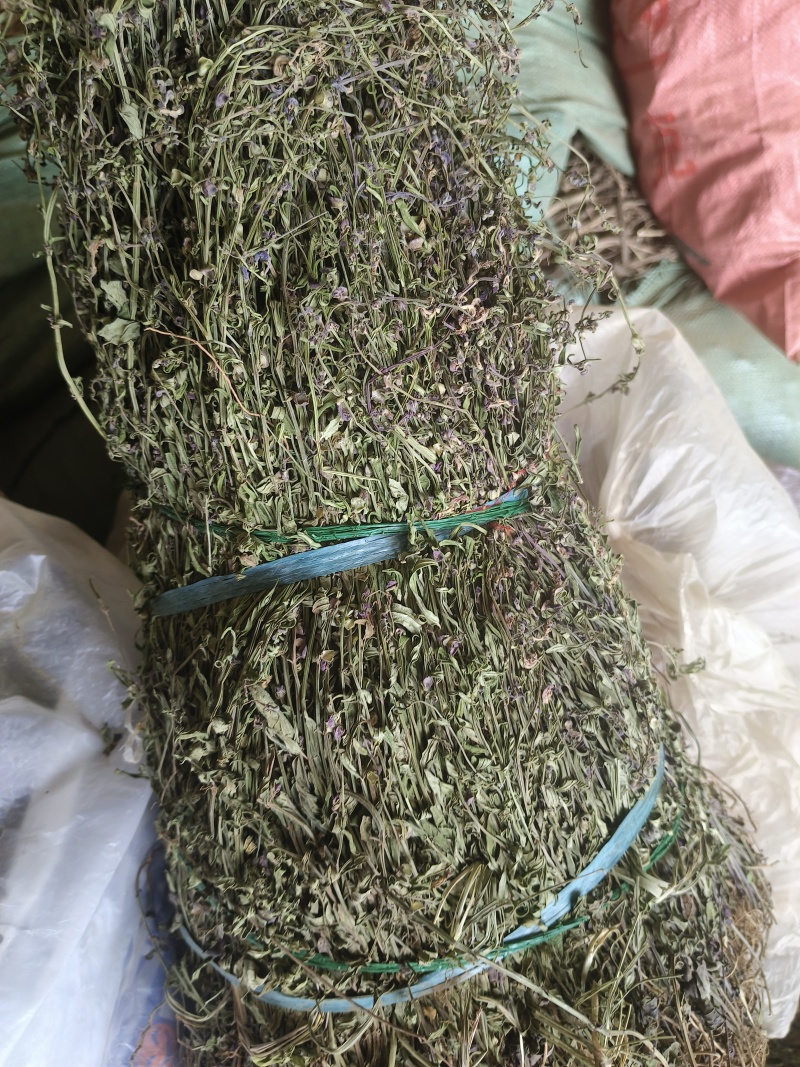 半枝莲