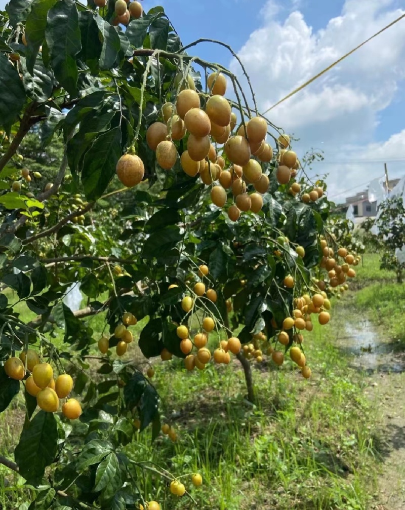 广园代办贵妃黄皮果，熟度适中皮色鲜黄颗粒饱满欢迎致电咨询