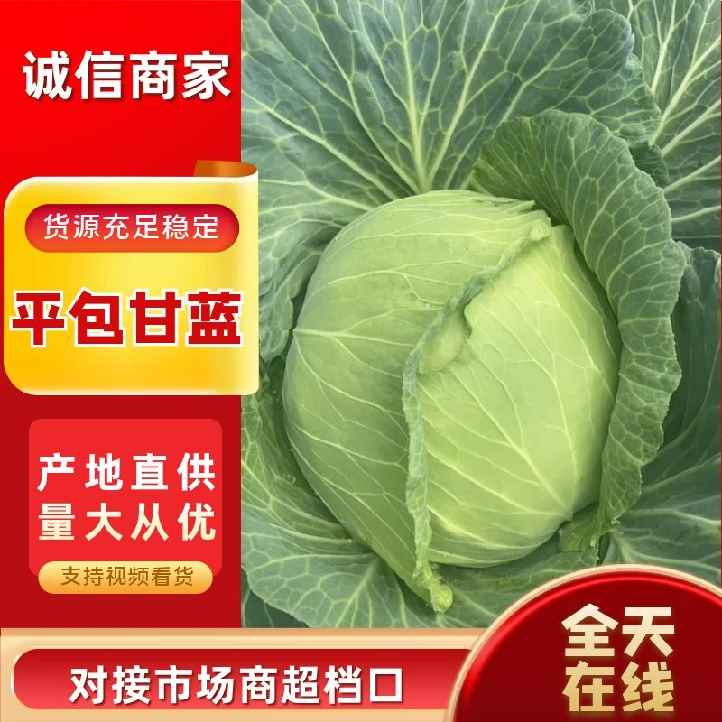 湖北高山京丰一号平包甘蓝，产地直供，质量优