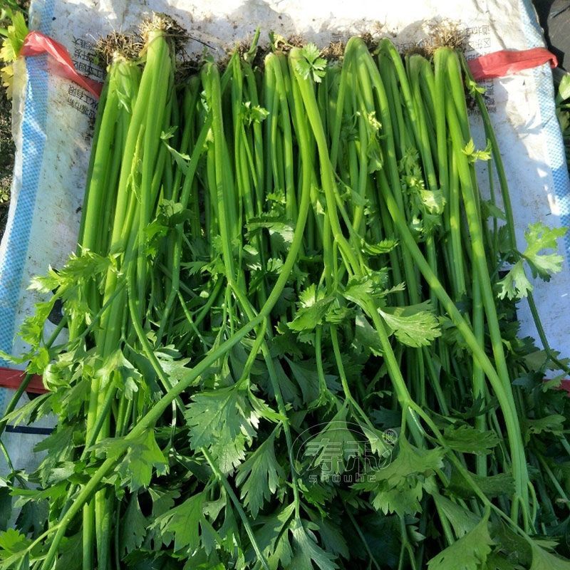 山东济南章丘区，3斤装鲍芹芹菜，产地代发全国，品质保证