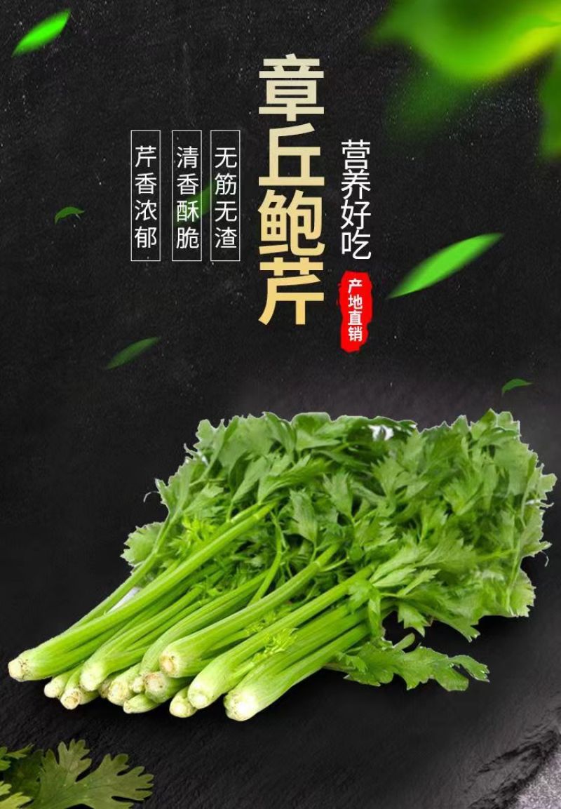 山东济南章丘区，3斤装鲍芹芹菜，产地代发全国，品质保证