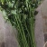 山东济南章丘区，3斤装鲍芹芹菜，产地代发全国，品质保证