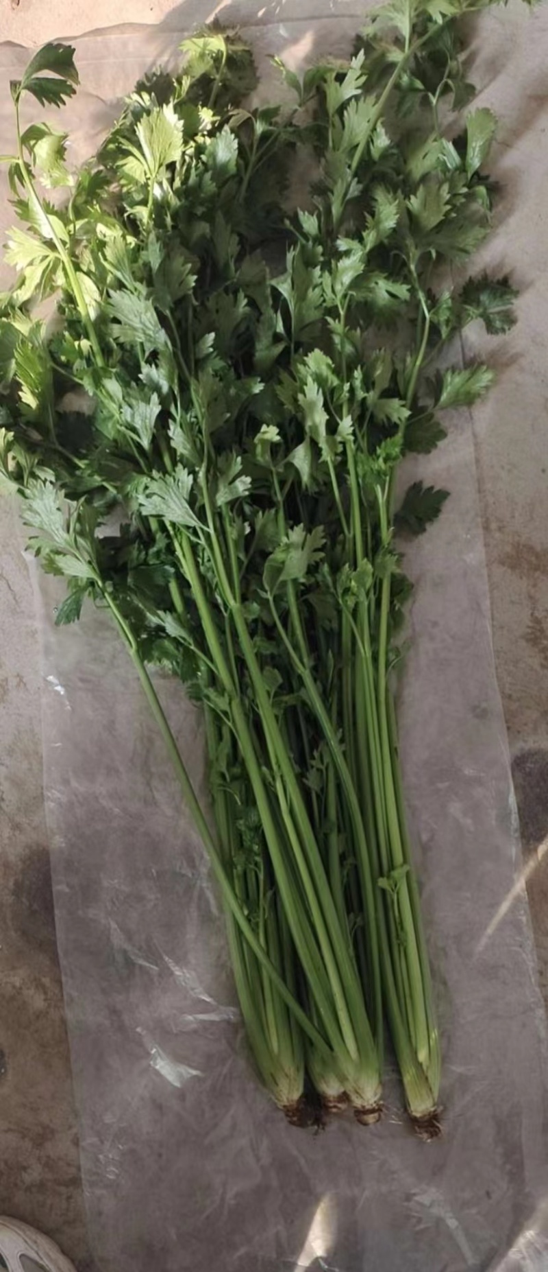 山东济南章丘区，3斤装鲍芹芹菜，产地代发全国，品质保证