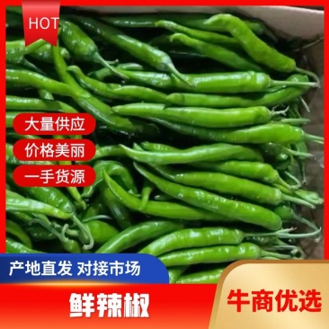 湖北高山辣椒大量上市品种多价格美