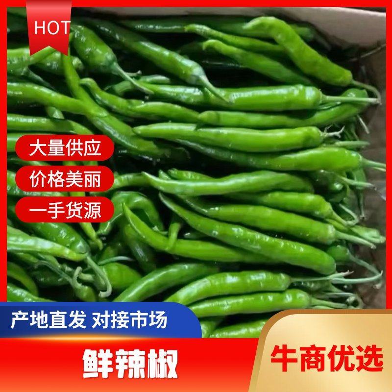 湖北高山辣椒大量上市品种多价格美
