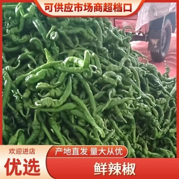 【基地直供】高山辣椒品种齐全电商品质批发价格
