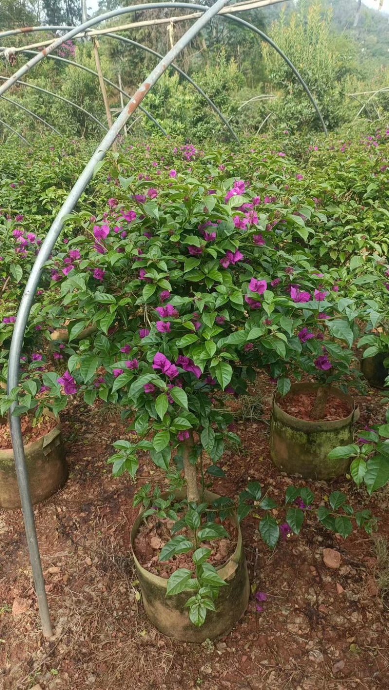 三角梅，花卉盆景绿植，基地大量现货供应，欢迎来电咨询