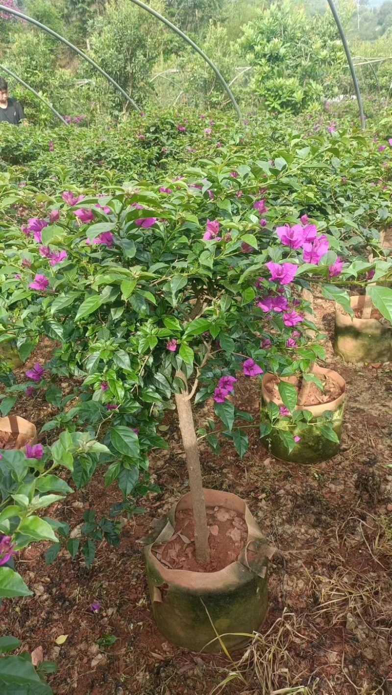 三角梅，花卉盆景绿植，基地大量现货供应，欢迎来电咨询