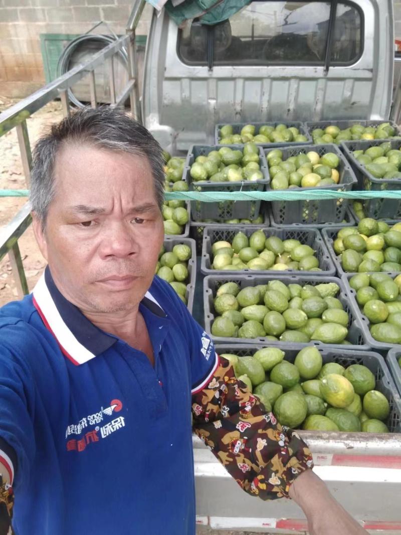 香水柠檬自家种植无污染欢迎各位老板前来采购