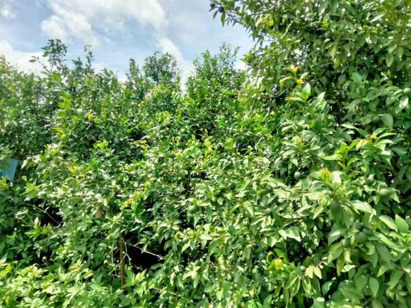 香水柠檬自家种植无污染欢迎各位老板前来采购