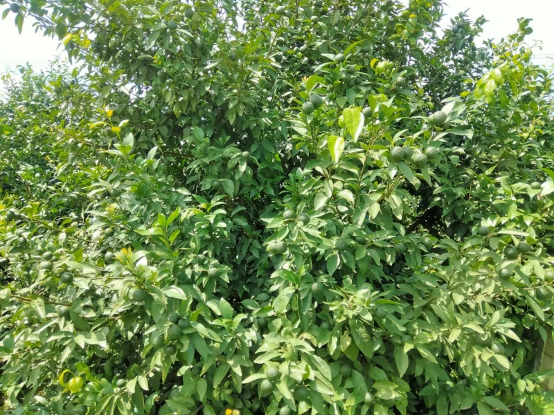 香水柠檬自家种植无污染欢迎各位老板前来采购