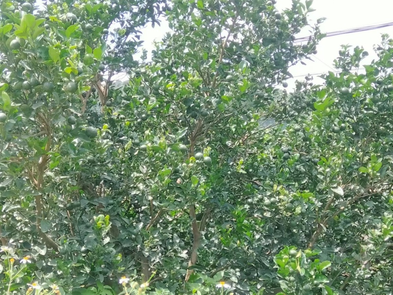 香水柠檬自家种植无污染欢迎各位老板前来采购
