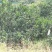 香水柠檬自家种植无污染欢迎各位老板前来采购
