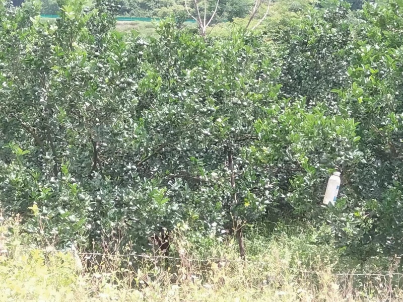 香水柠檬自家种植无污染欢迎各位老板前来采购