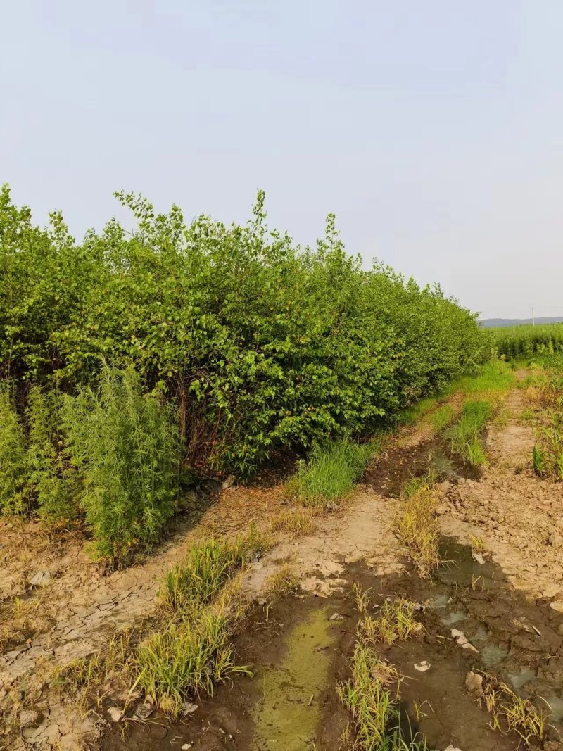 白桦16x16杯，白桦杯苗，一手货源，保质保量，欢迎来电