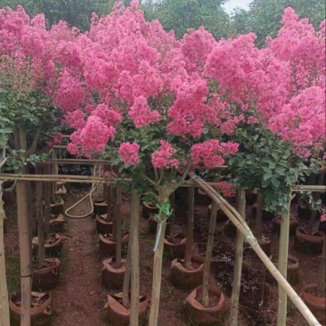 【紫薇】5公分左右，基地现货，绿化花卉，盆景绿植品类齐全