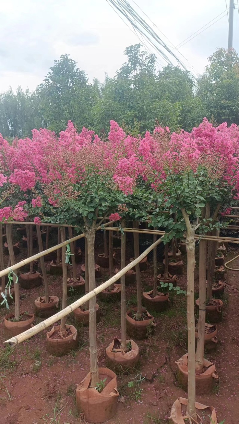 【紫薇】5公分左右，基地现货，绿化花卉，盆景绿植品类齐全