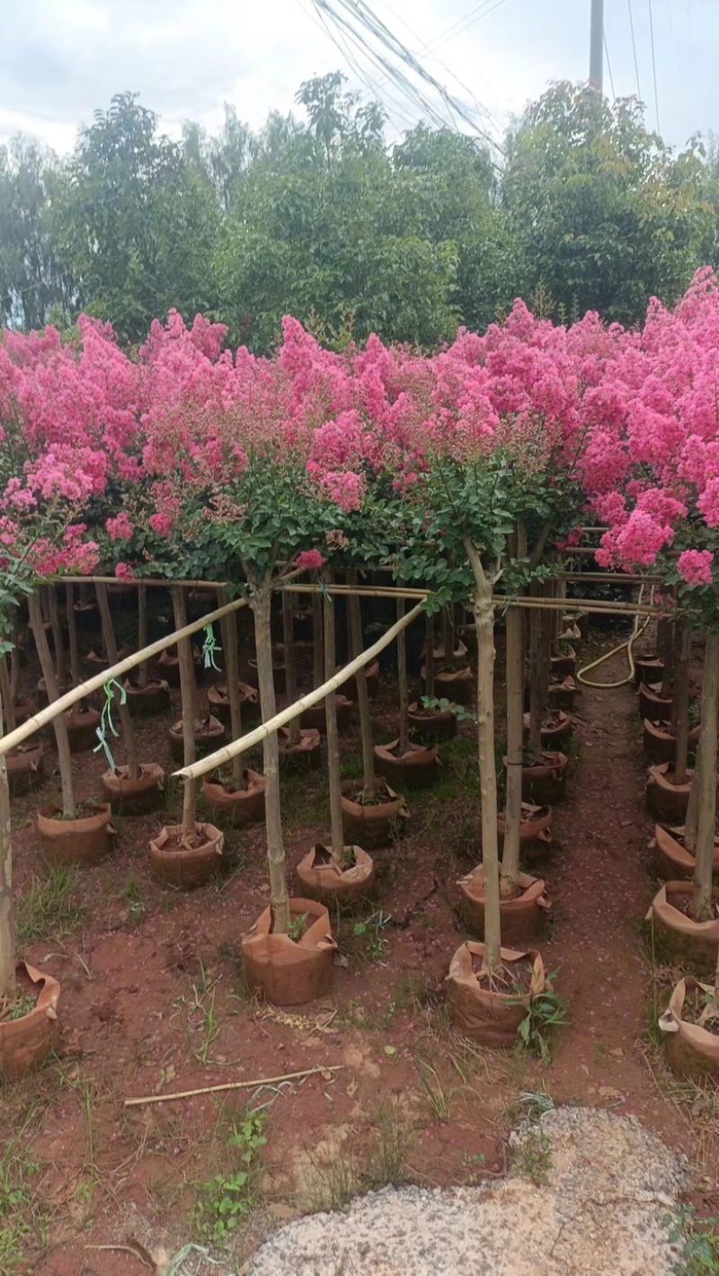 【紫薇】5公分左右，基地现货，绿化花卉，盆景绿植品类齐全