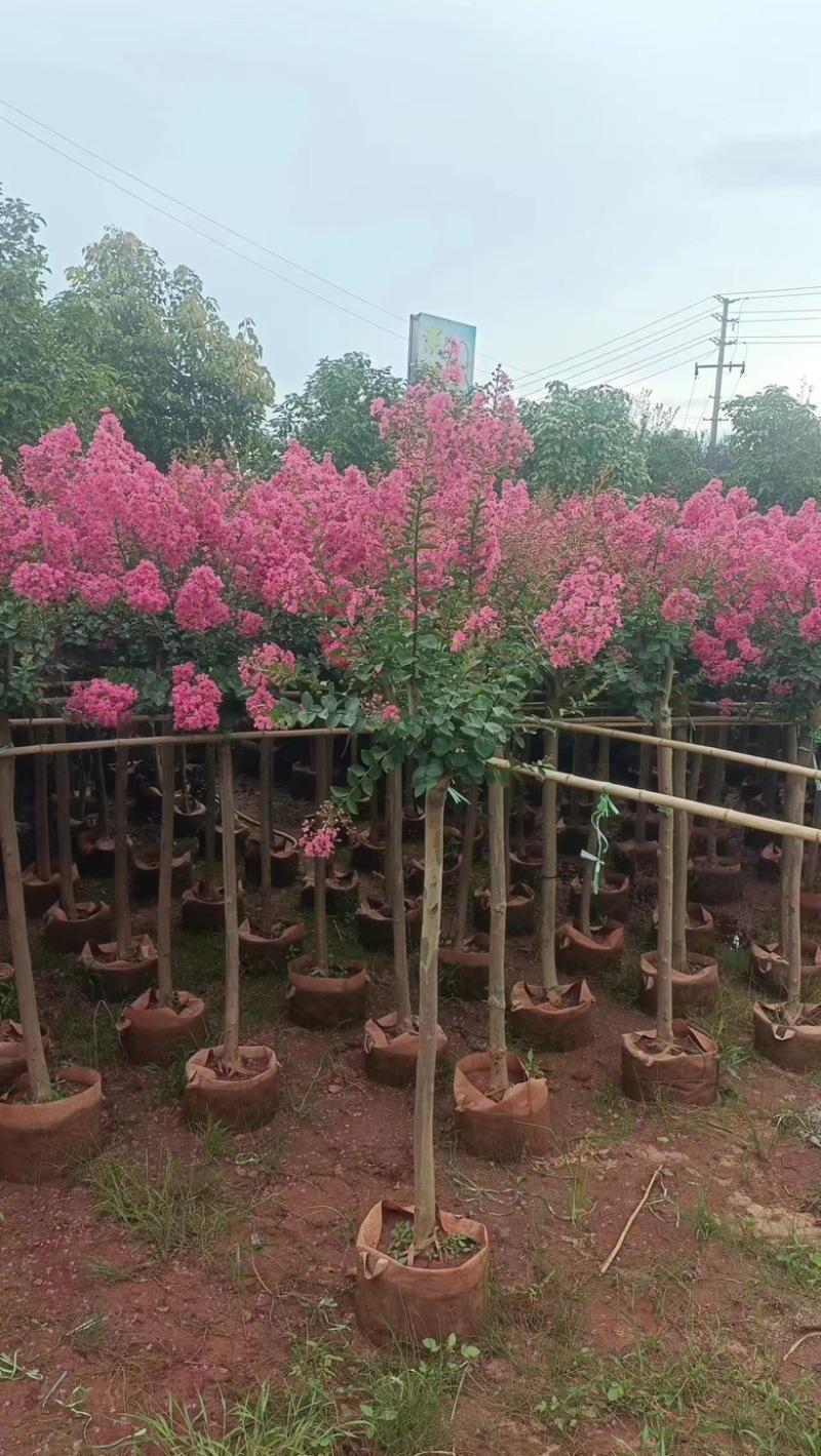 【紫薇】5公分左右，基地现货，绿化花卉，盆景绿植品类齐全
