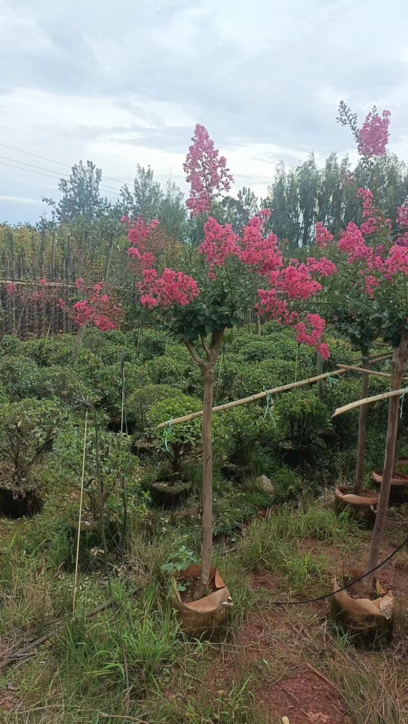 【紫薇】5公分左右，基地现货，绿化花卉，盆景绿植品类齐全