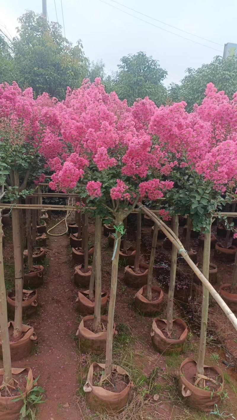 【紫薇】5公分左右，基地现货，绿化花卉，盆景绿植品类齐全
