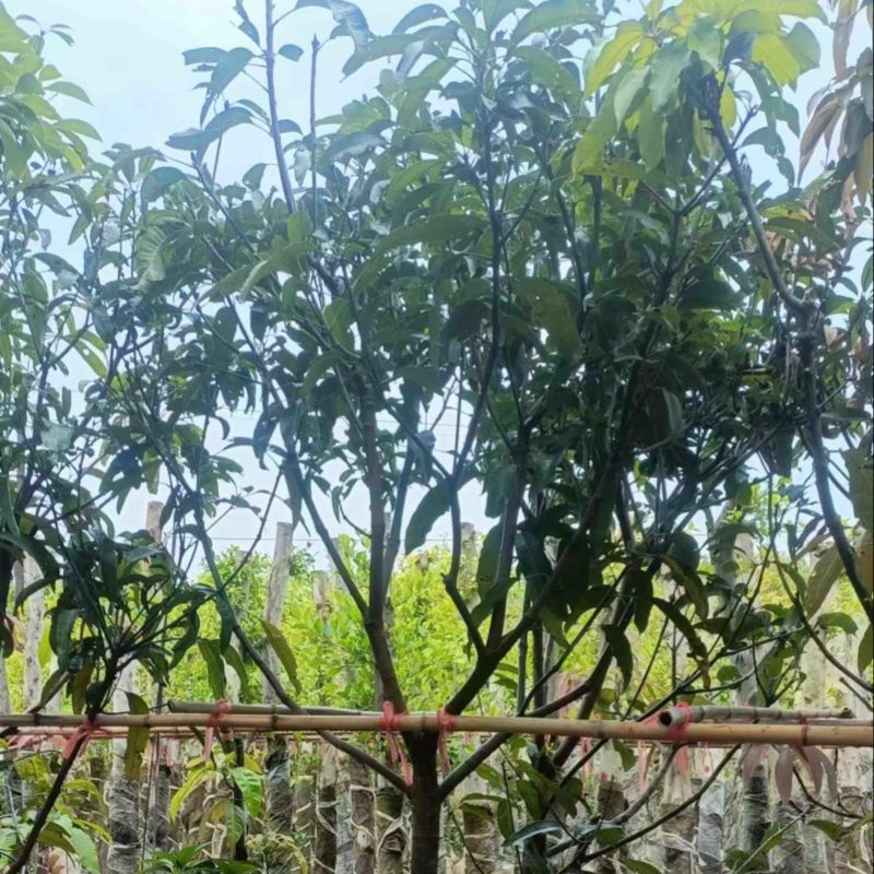 【精品芒果树】地径5-12公分，基地现货直发，欢迎下单