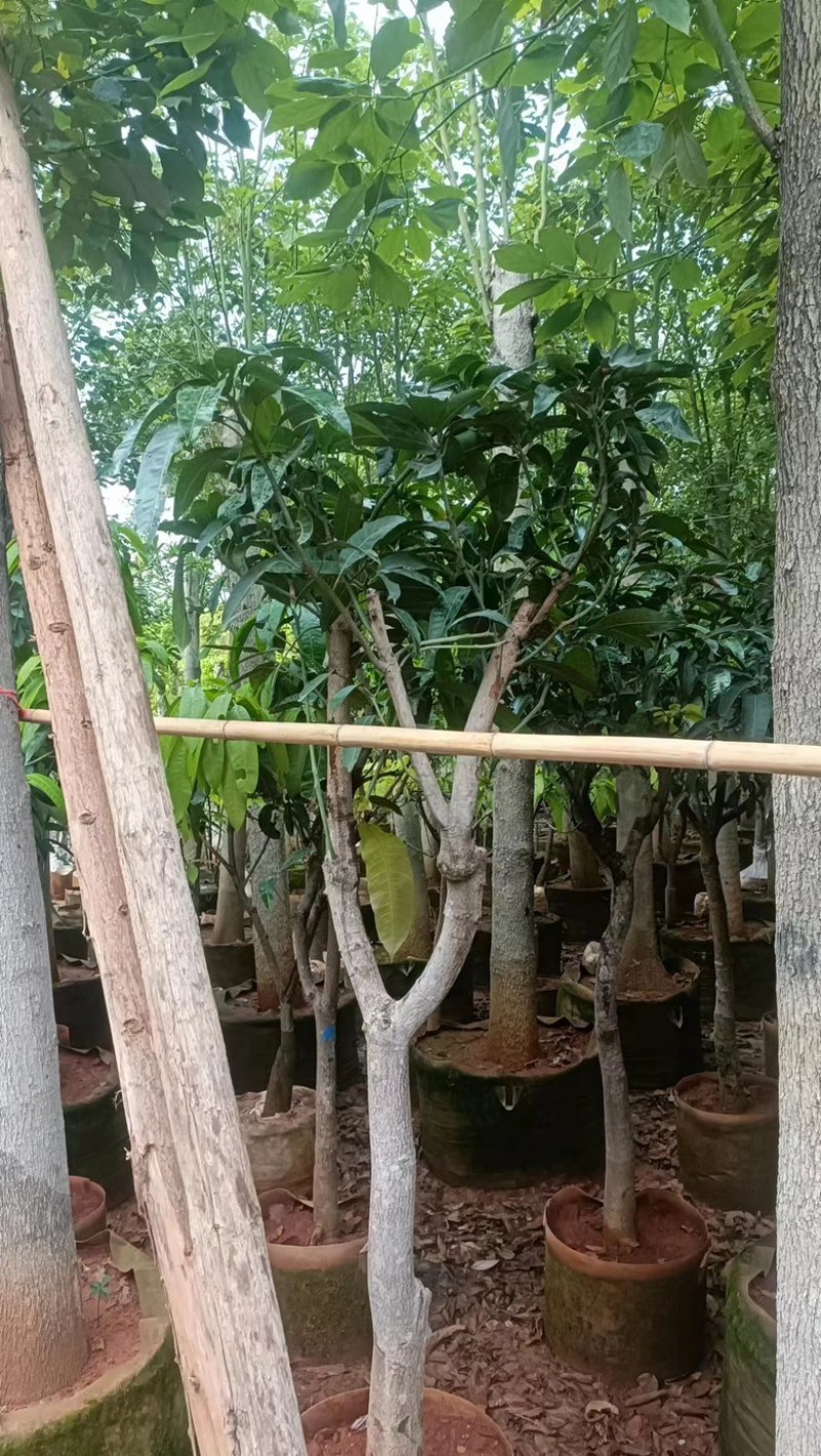 【精品芒果树】地径5-12公分，基地现货直发，欢迎下单