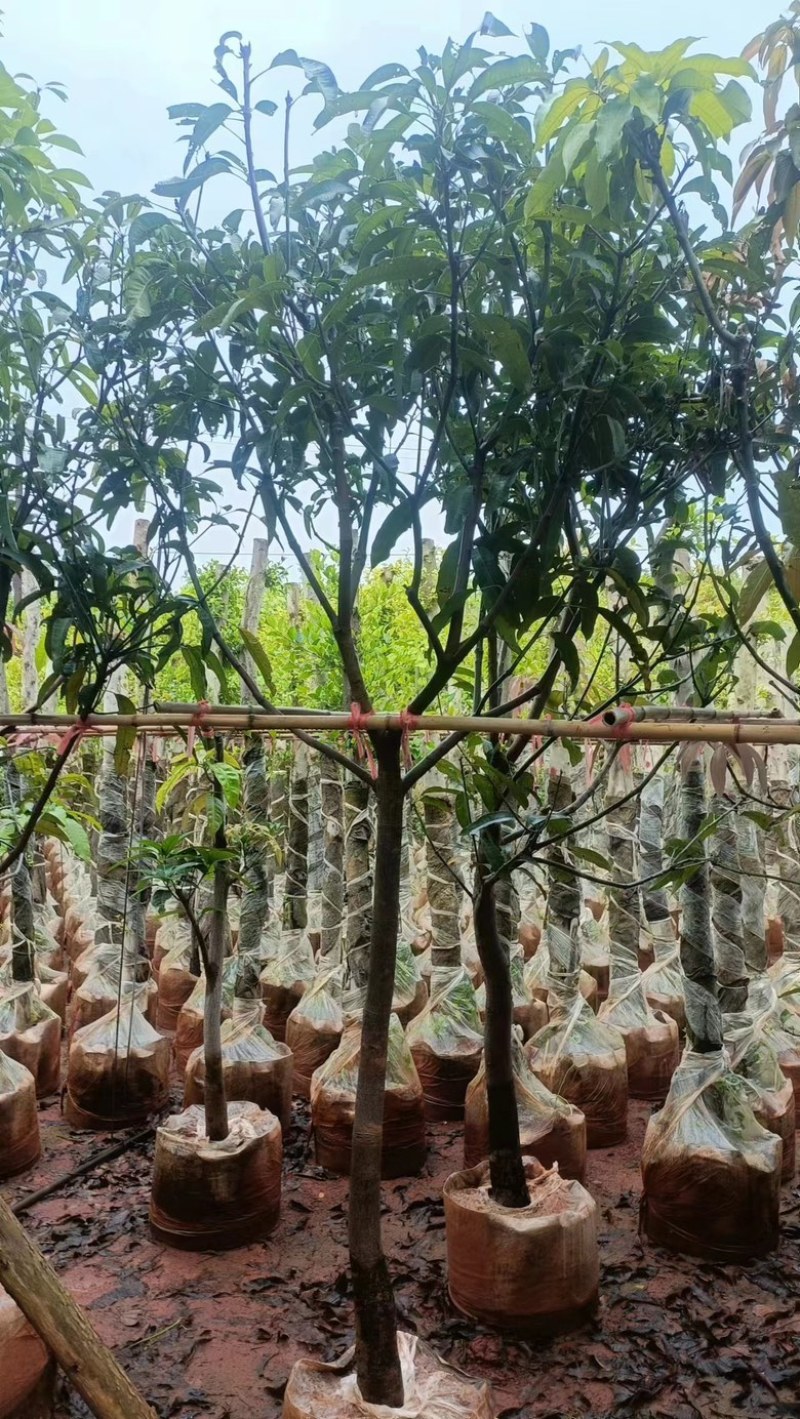【精品芒果树】地径5-12公分，基地现货直发，欢迎下单