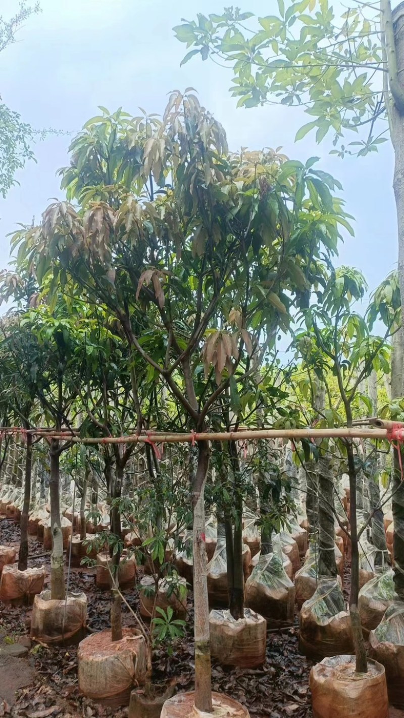 【精品芒果树】地径5-12公分，基地现货直发，欢迎下单