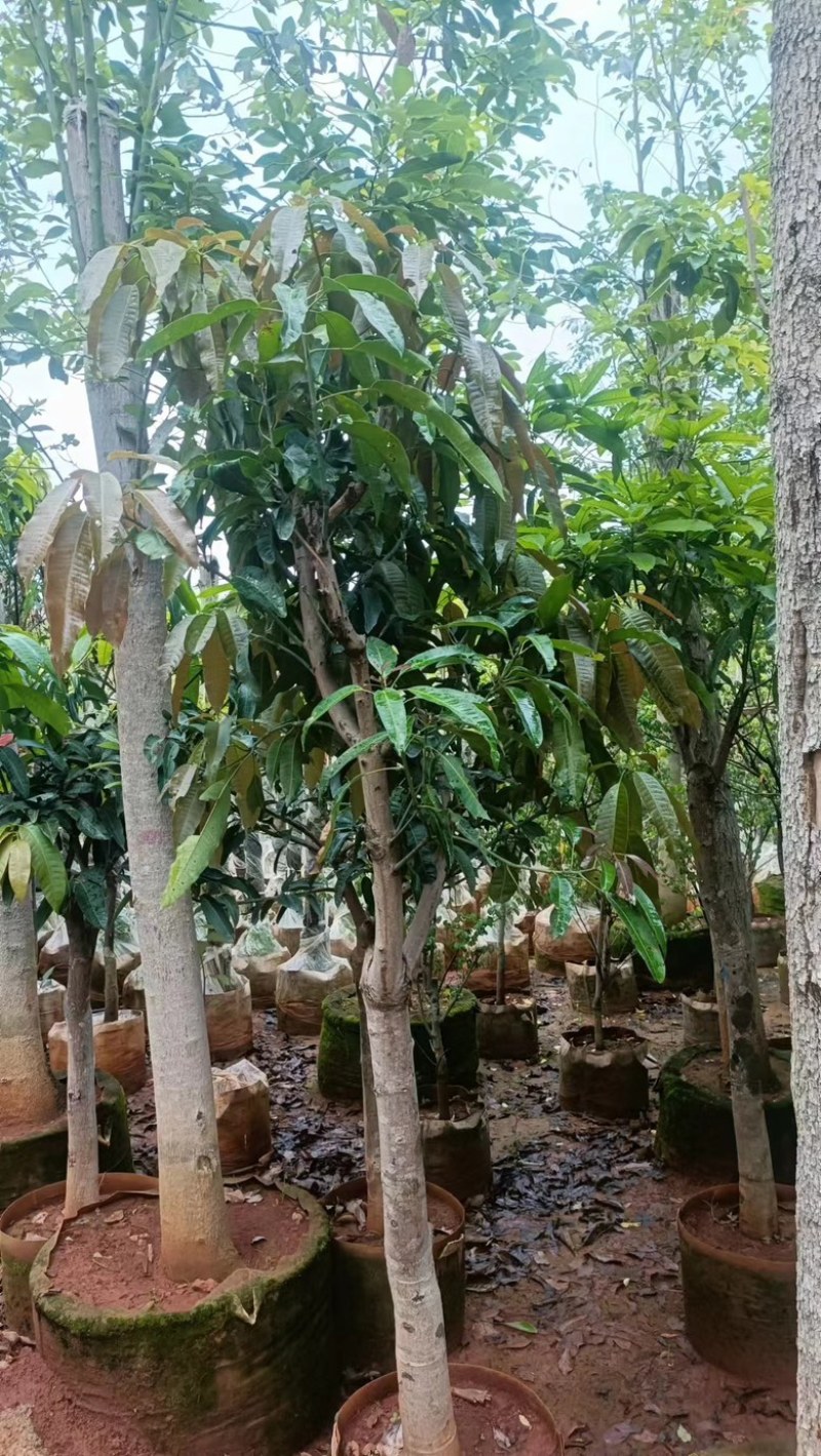 【精品芒果树】地径5-12公分，基地现货直发，欢迎下单
