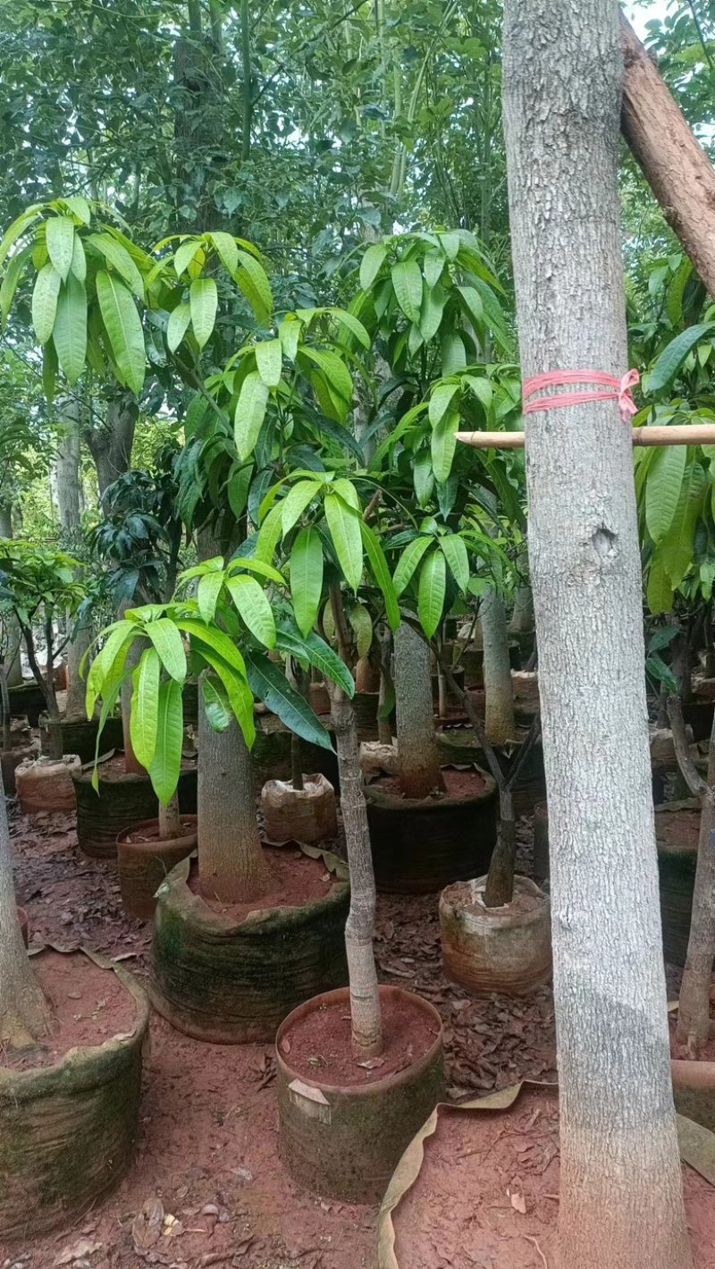 【精品芒果树】地径5-12公分，基地现货直发，欢迎下单