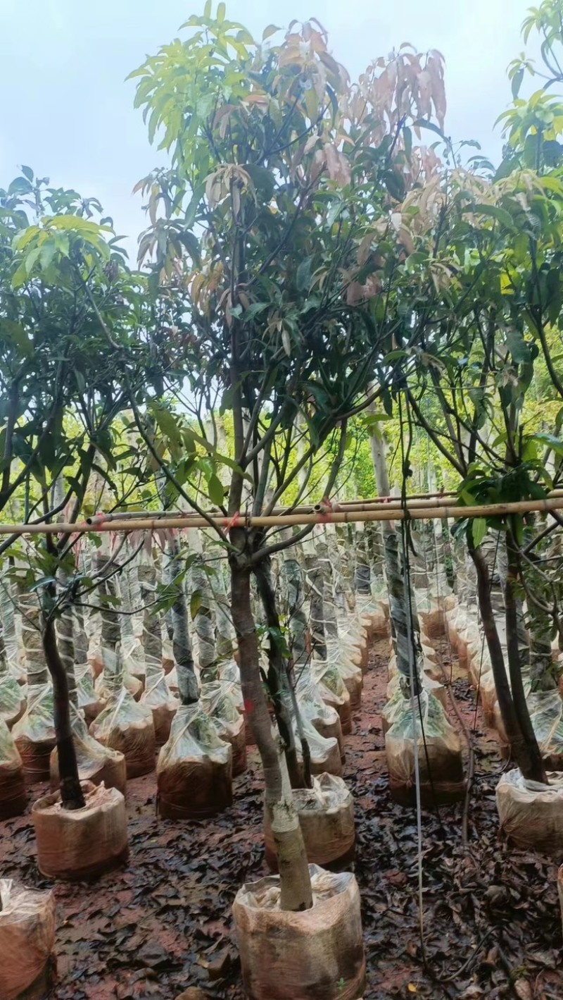 【精品芒果树】地径5-12公分，基地现货直发，欢迎下单