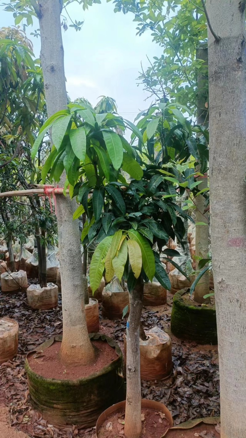 【精品芒果树】地径5-12公分，基地现货直发，欢迎下单